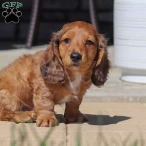 Buddy, Dachshund Puppy